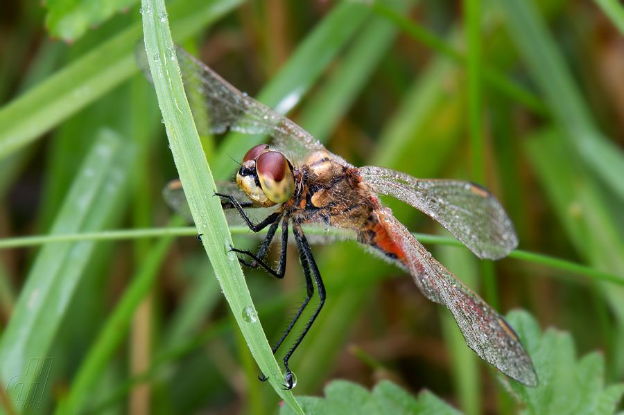 vážka rumělková - Sympetrum depressiusculum