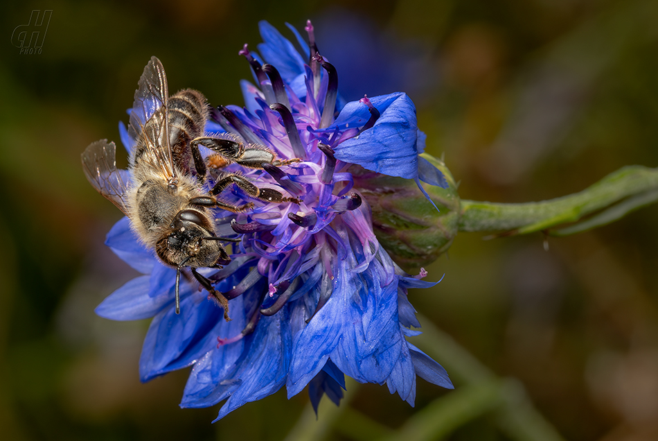 včela medonosná - Apis mellifera