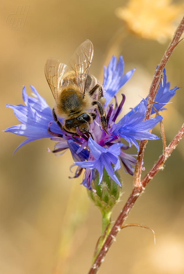 včela medonosná - Apis mellifera