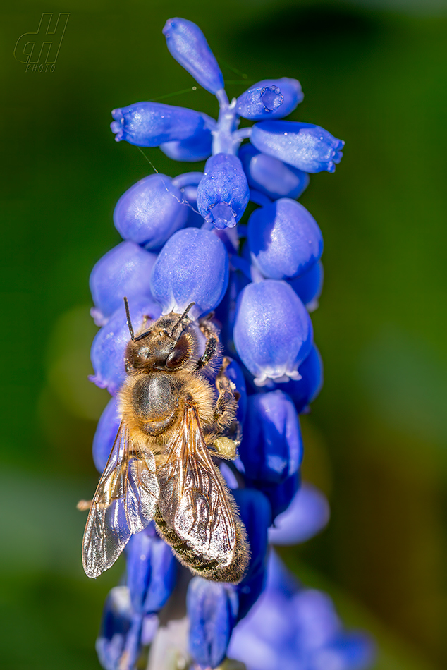 včela medonosná - Apis mellifera