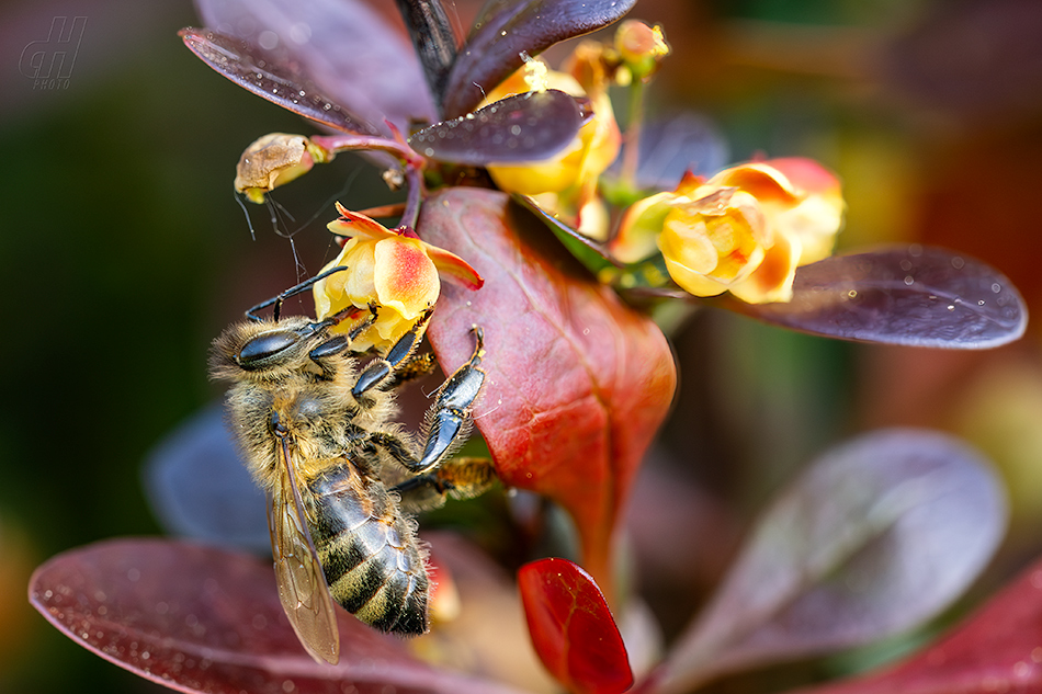 včela medonosná - Apis mellifera