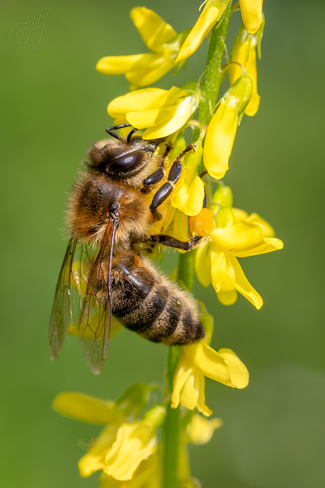 včela medonosná - Apis mellifera