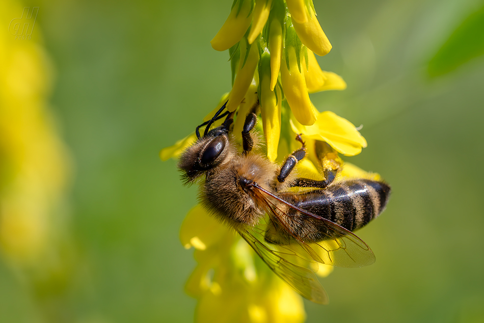 včela medonosná - Apis mellifera