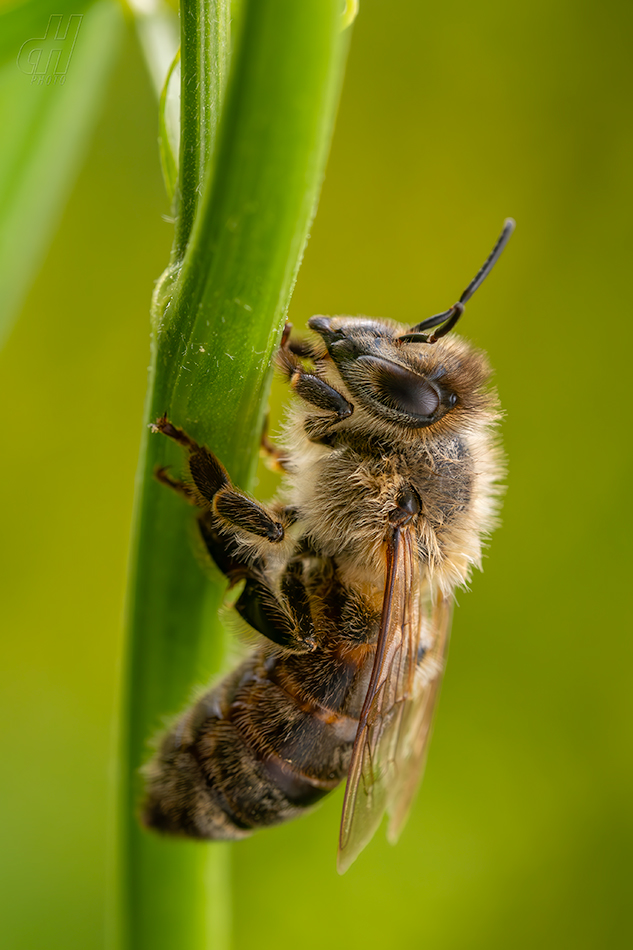 včela medonosná - Apis mellifera