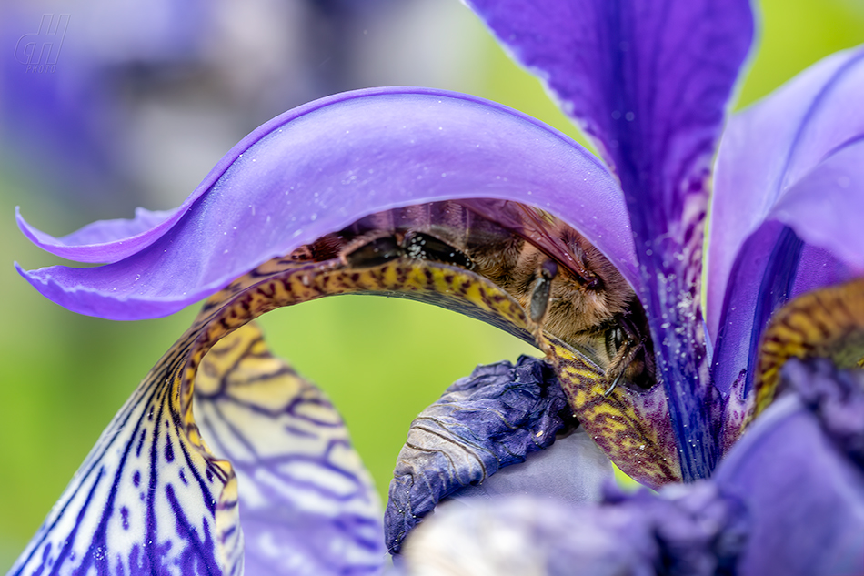 včela medonosná - Apis mellifera