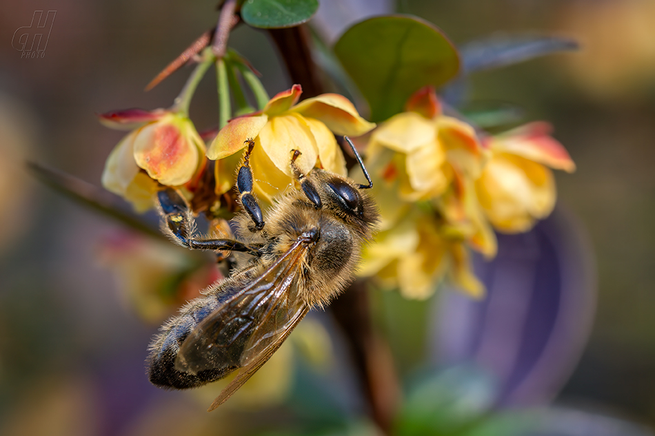 včela medonosná kapská - Apis mellifera capensis