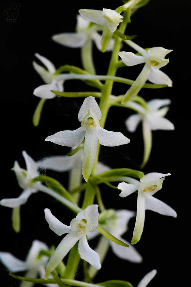 vemeník dvoulistý - Platanthera bifolia