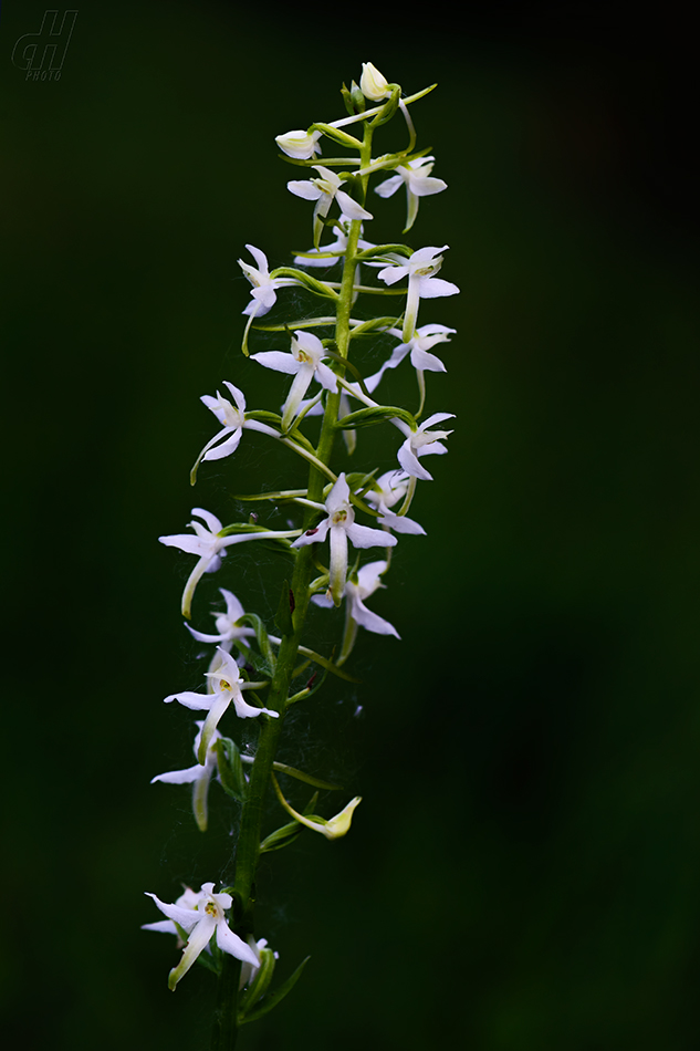 vemeník dvoulistý - Platanthera bifolia