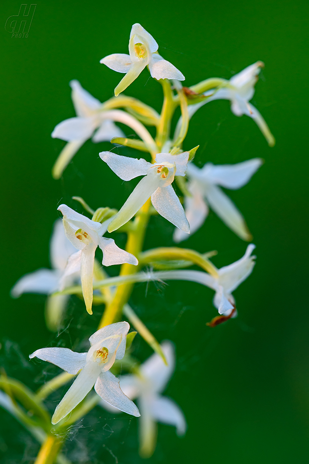 vemeník dvoulistý - Platanthera bifolia