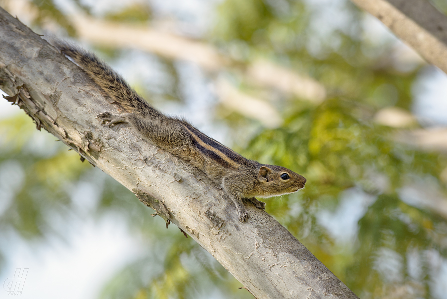 veverka indická - Funambulus palmarum