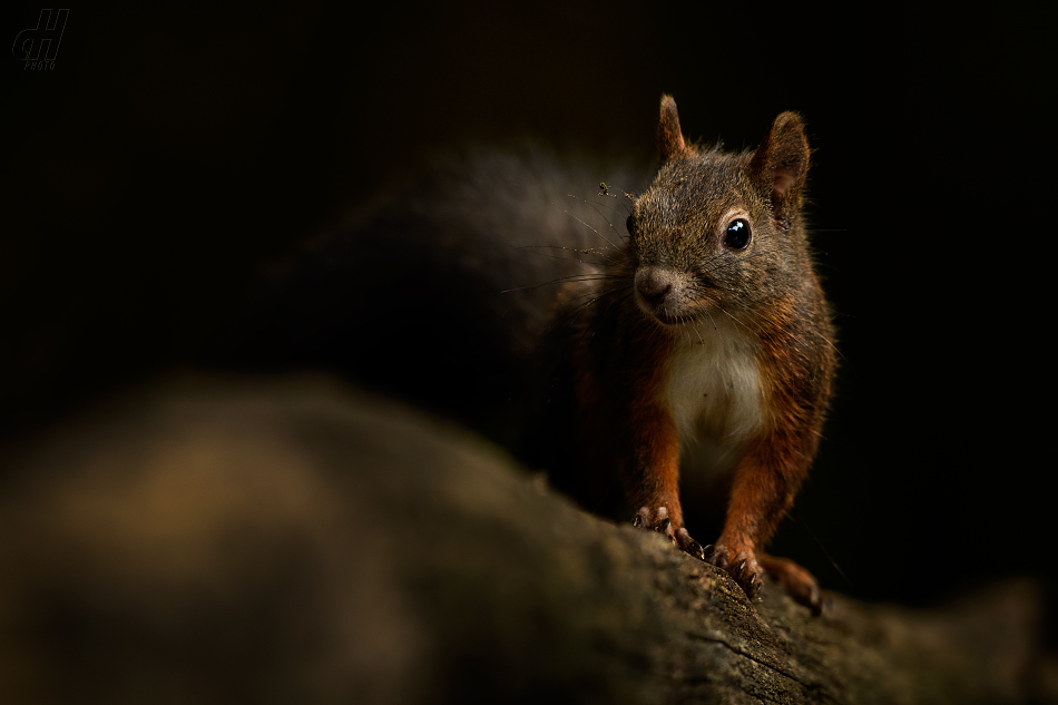 veverka obecná - Sciurus vulgaris