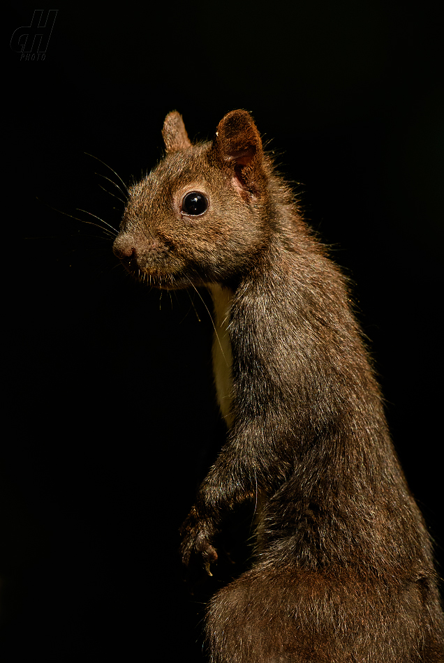 veverka obecná - Sciurus vulgaris