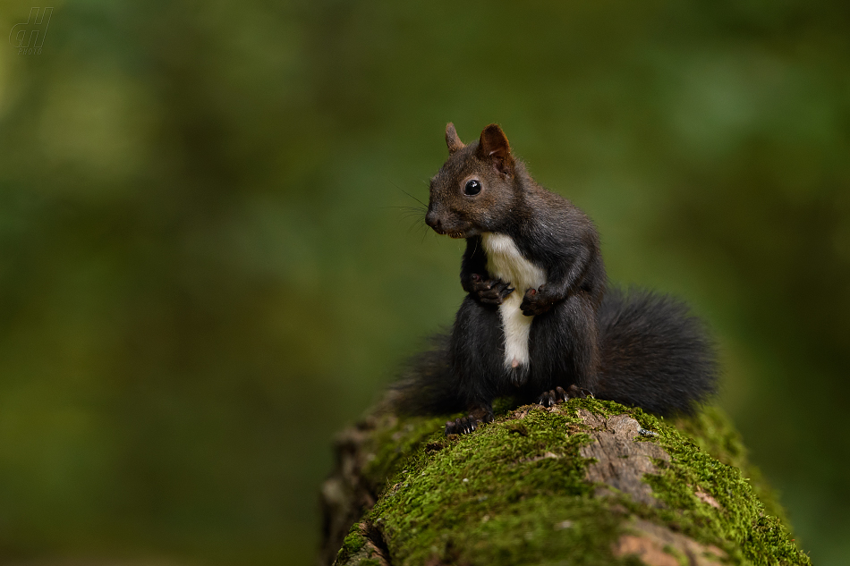 veverka obecná - Sciurus vulgaris