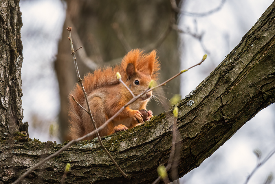 veverka obecná - Sciurus vulgaris