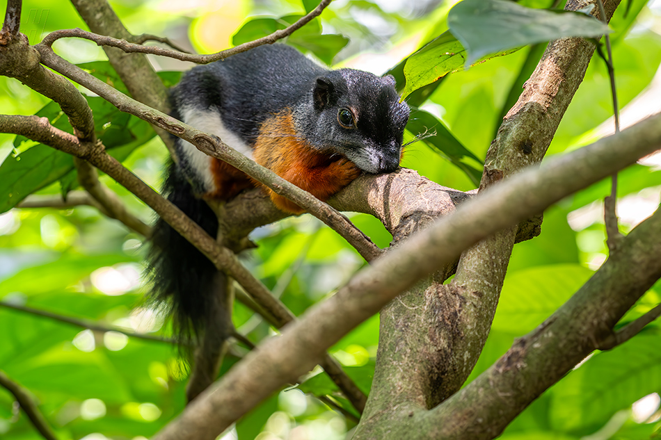 veverka Prévostova - Callosciurus prevostii