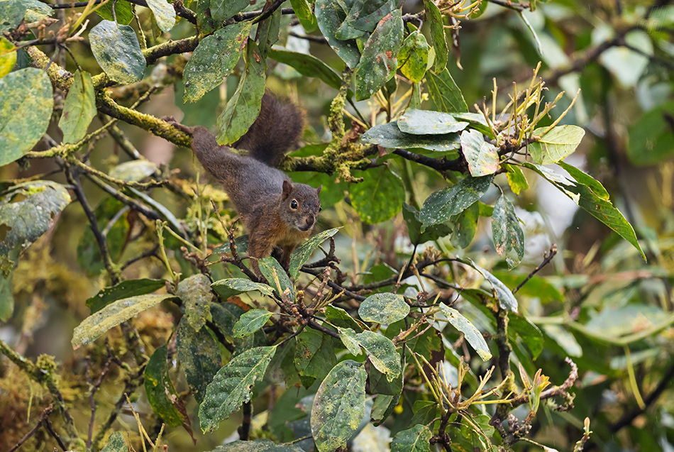 veverka rudobřichá - Sciurus igniventris