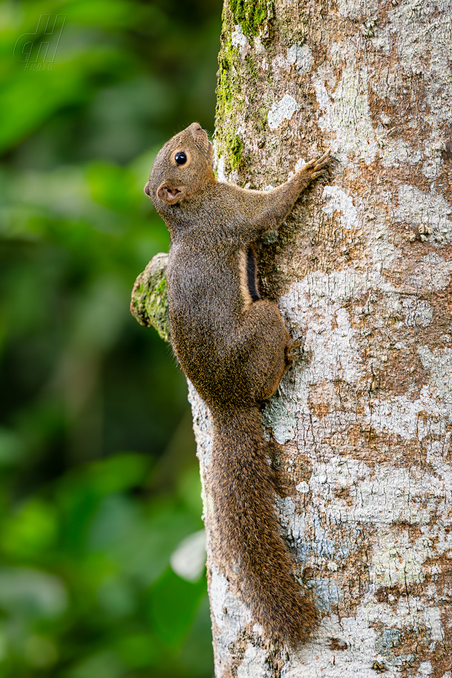 veverka znamenaná - Callosciurus notatus