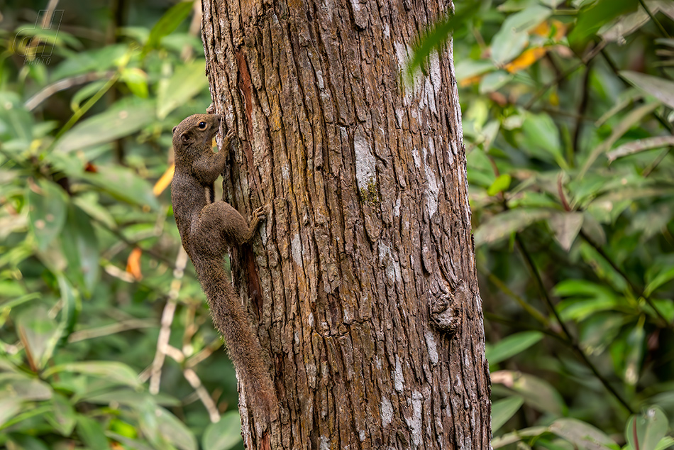 veverka znamenaná - Callosciurus notatus