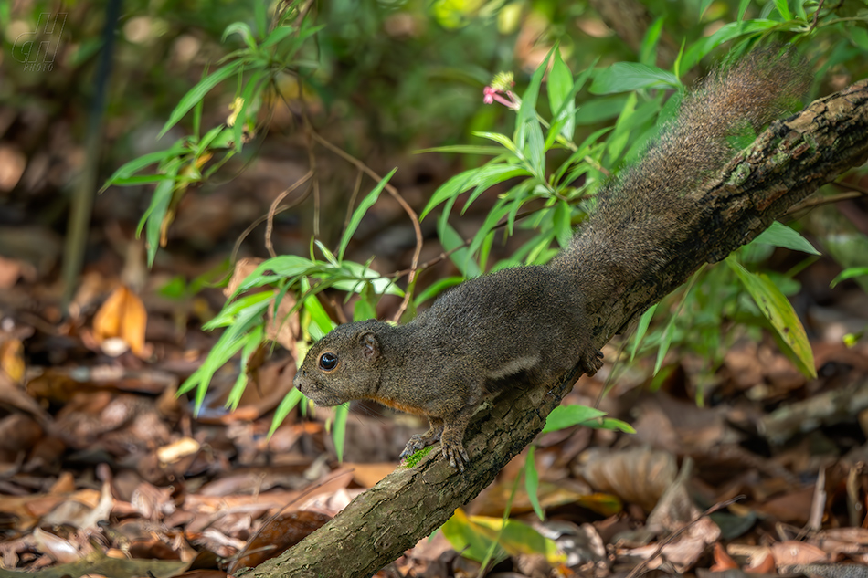 veverka znamenaná - Callosciurus notatus