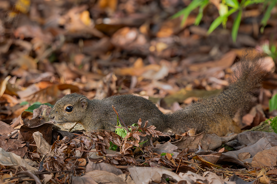 veverka znamenaná - Callosciurus notatus