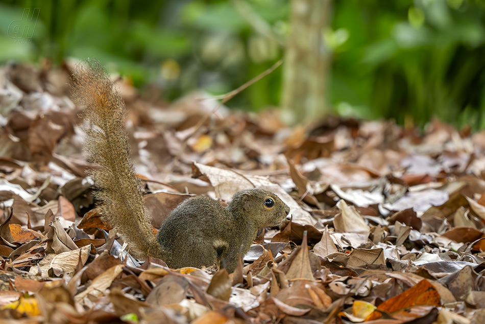 veverka znamenaná - Callosciurus notatus