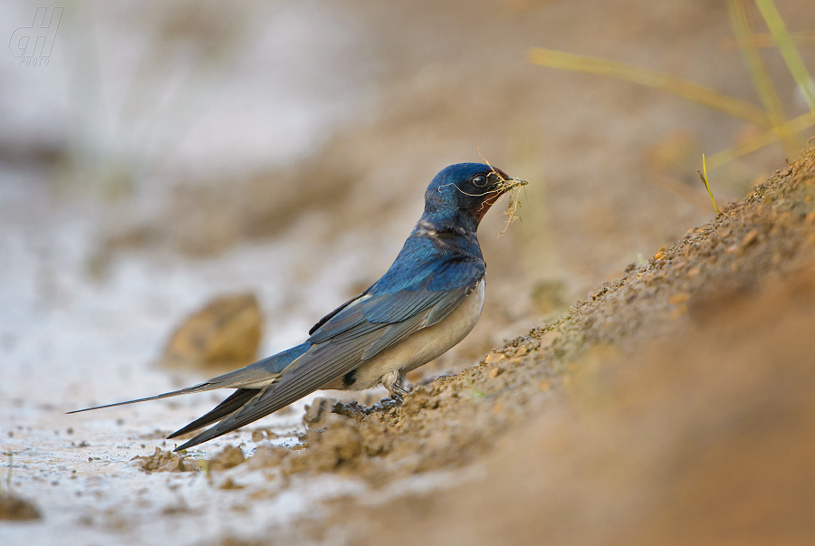 vlaštovka obecná - Hirundo rustica