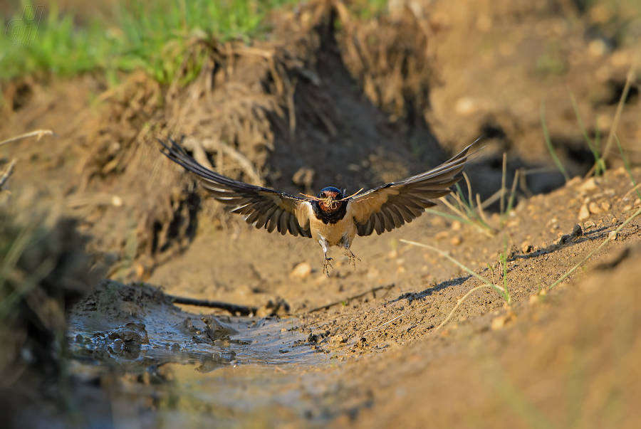 vlaštovka obecná - Hirundo rustica