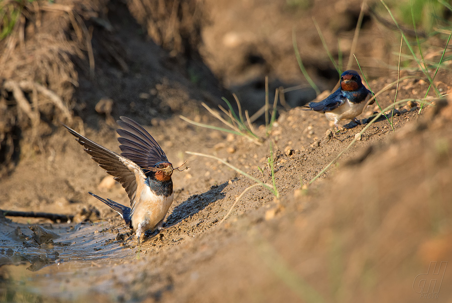 vlaštovka obecná - Hirundo rustica