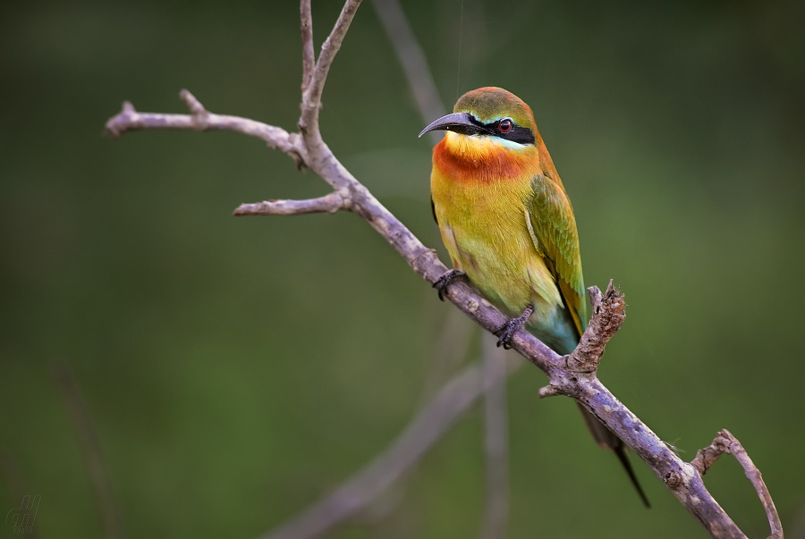 vlha modroocasá - Merops philippinus