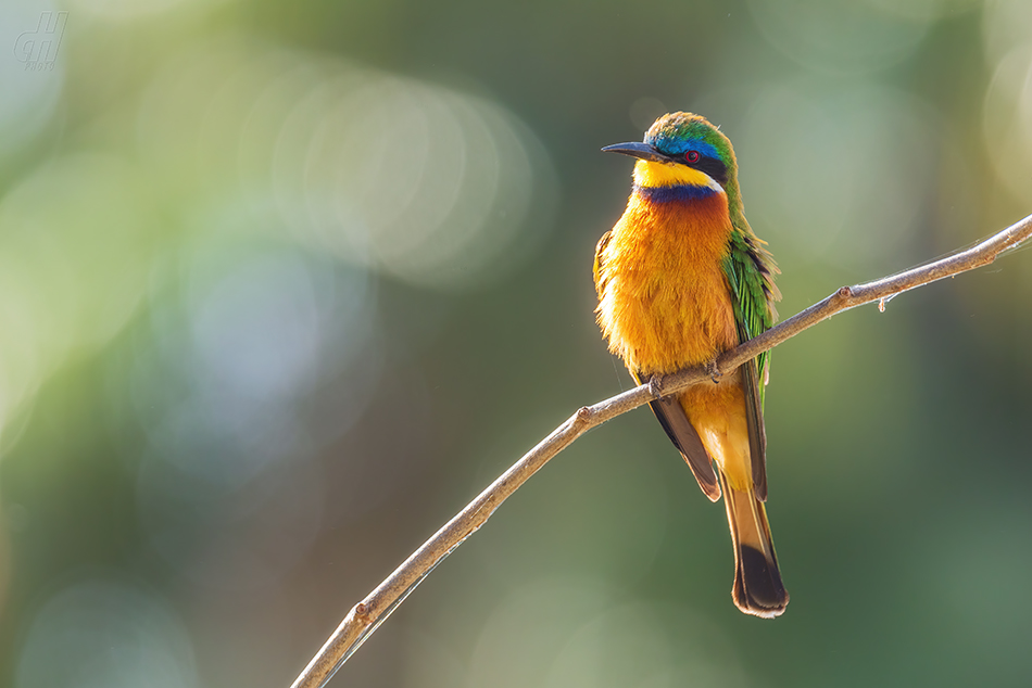 vlha modroprsá - Merops variegatus