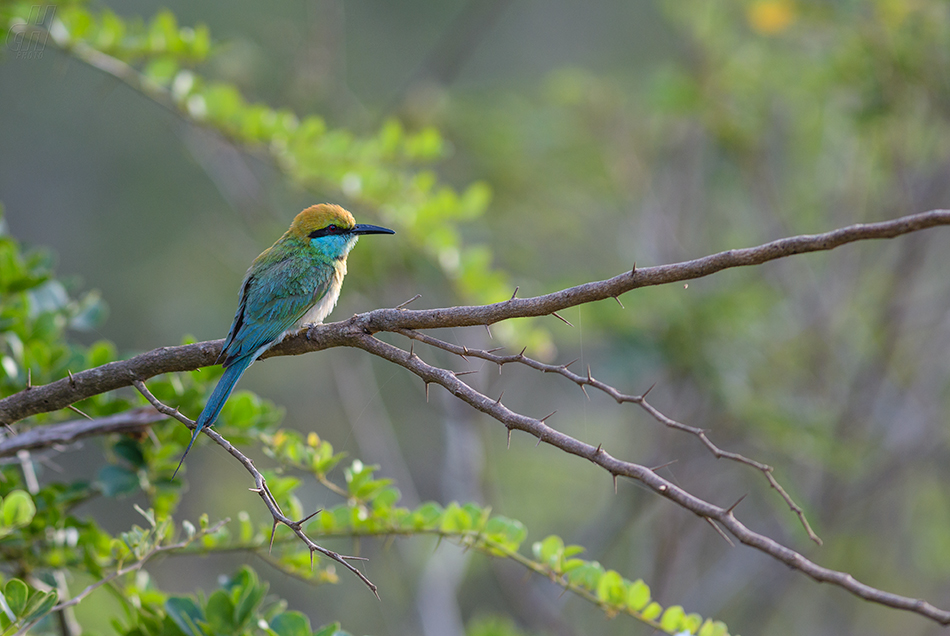 vlha proměnlivá - Merops orientalis