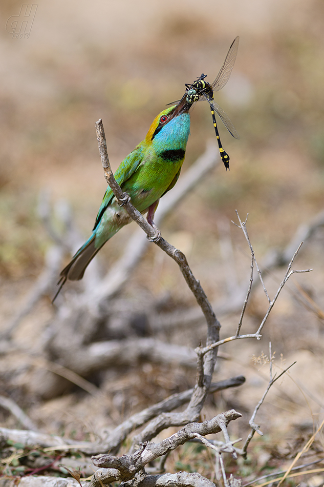 vlha proměnlivá - Merops orientalis