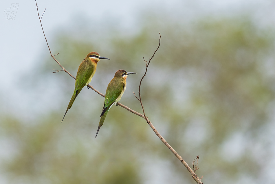vlha zelená - Merops superciliosus