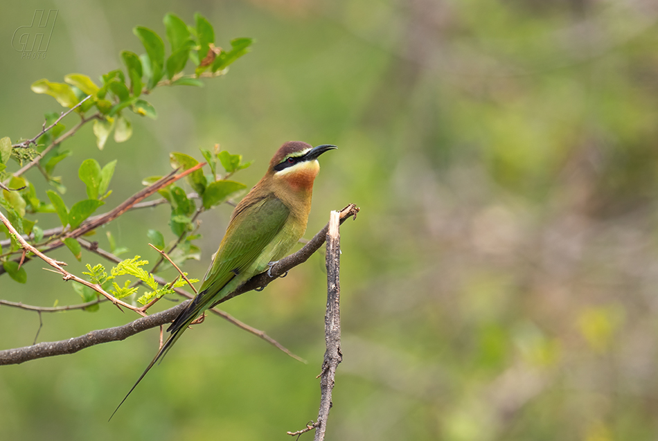 vlha zelená - Merops superciliosus