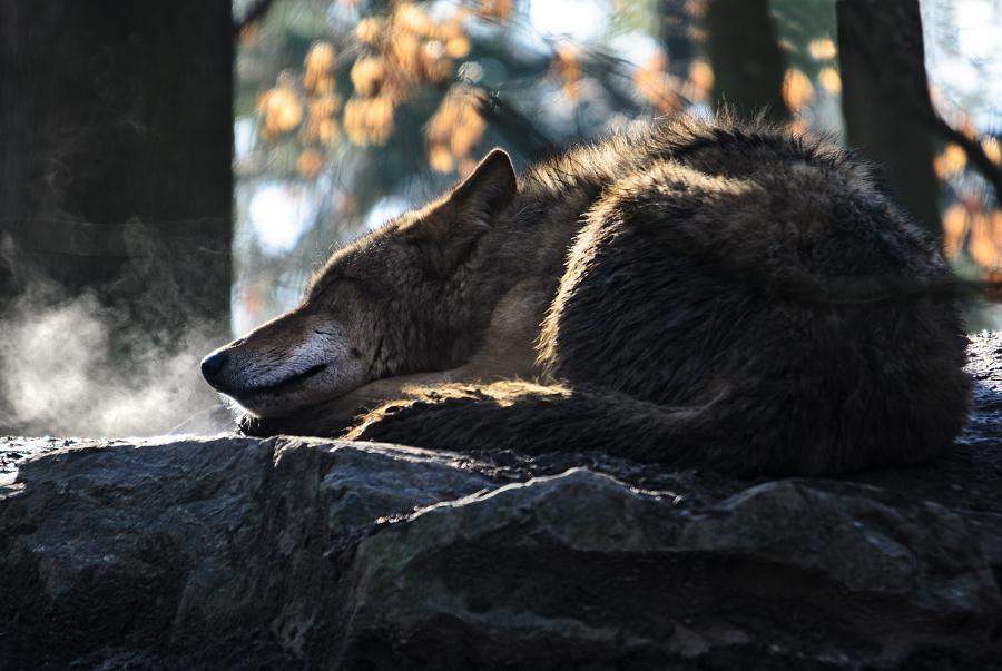 vlk obecný - Canis lupus