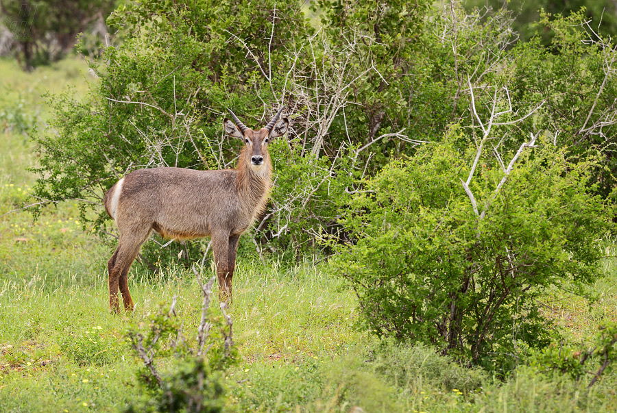 voduška velká - Kobus ellipsiprymnus