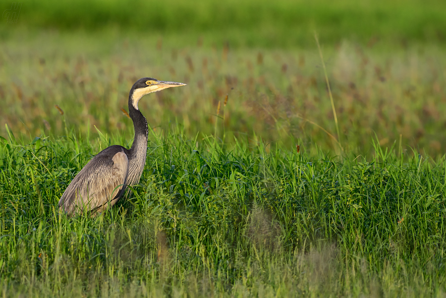 volavka africká - Ardea melanocephala