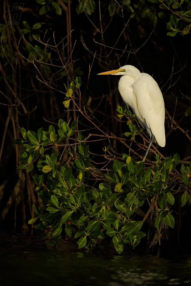 volavka bílá - Ardea alba