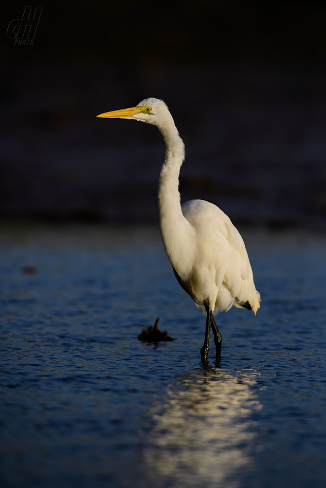 volavka bílá - Ardea alba