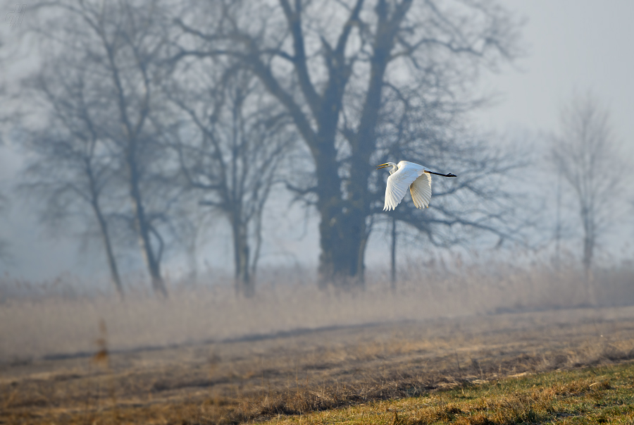 volavka bílá - Ardea alba