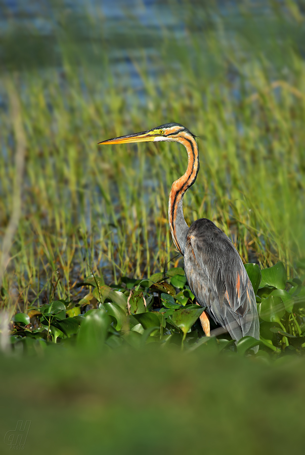 volavka červená - Ardea purpurea