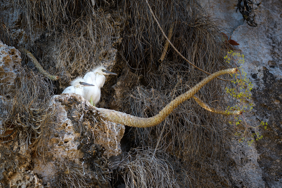 volavka madagaskarská - Egretta garzetta dimorpha