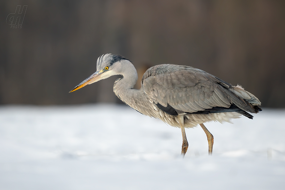 volavka popelavá - Ardea cinerea