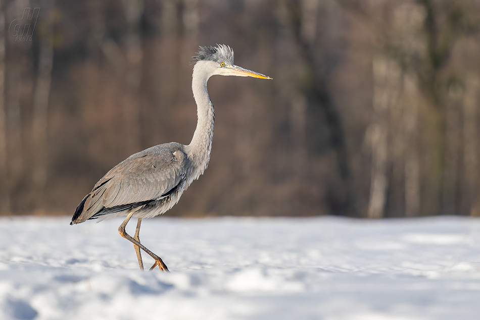 volavka popelavá - Ardea cinerea