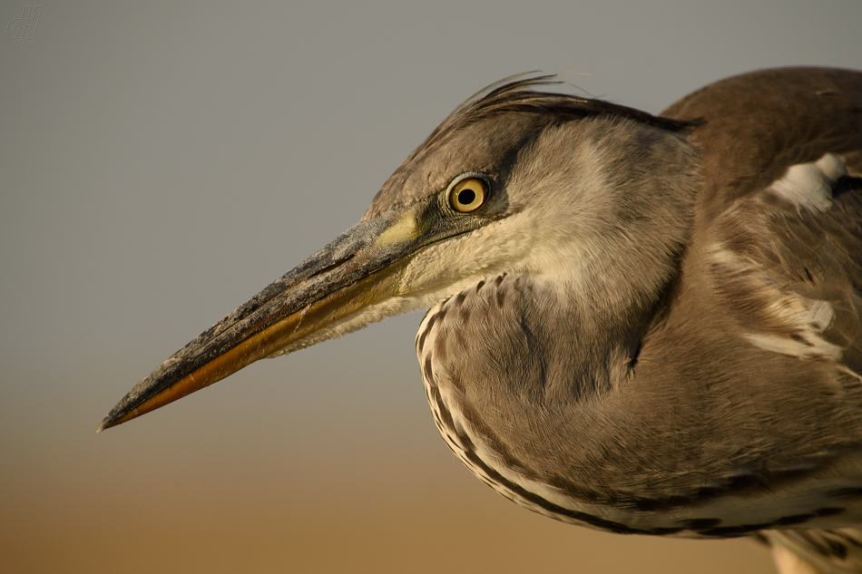 volavka popelavá - Ardea cinerea