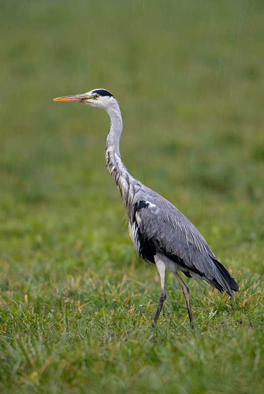 volavka popelavá - Ardea cinerea