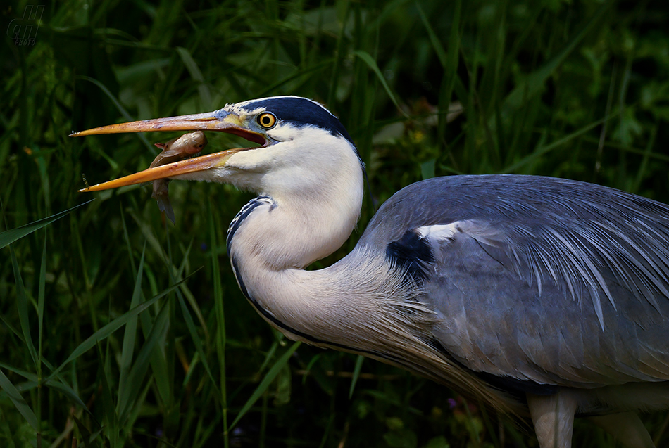 volavka popelavá - Ardea cinerea