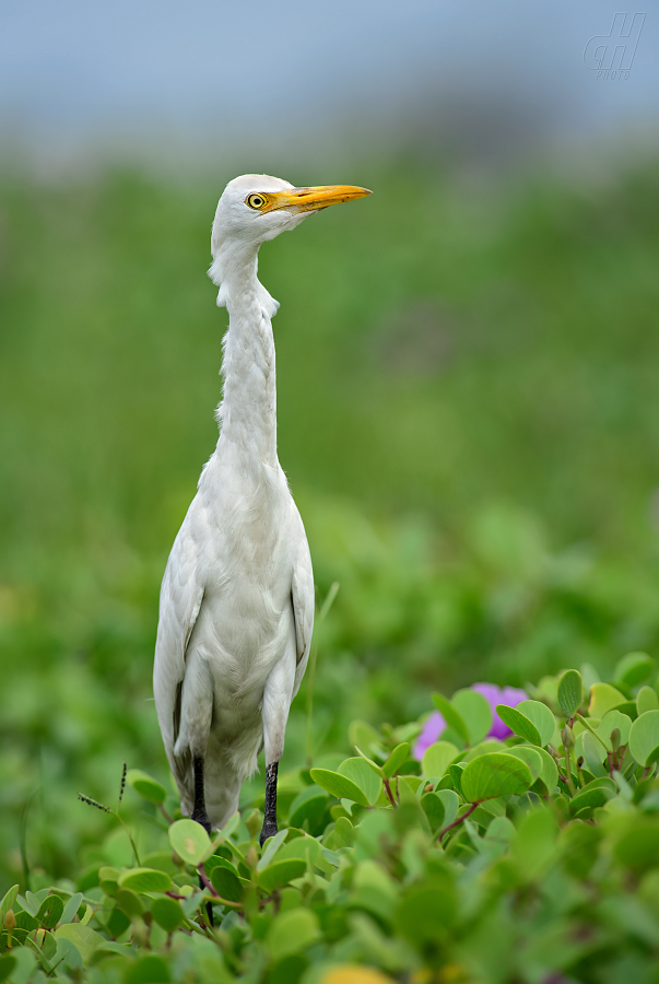 volavka rusohlavá - Bubulcus ibis