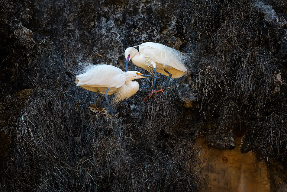 volavka stříbřitá - Egretta garzetta