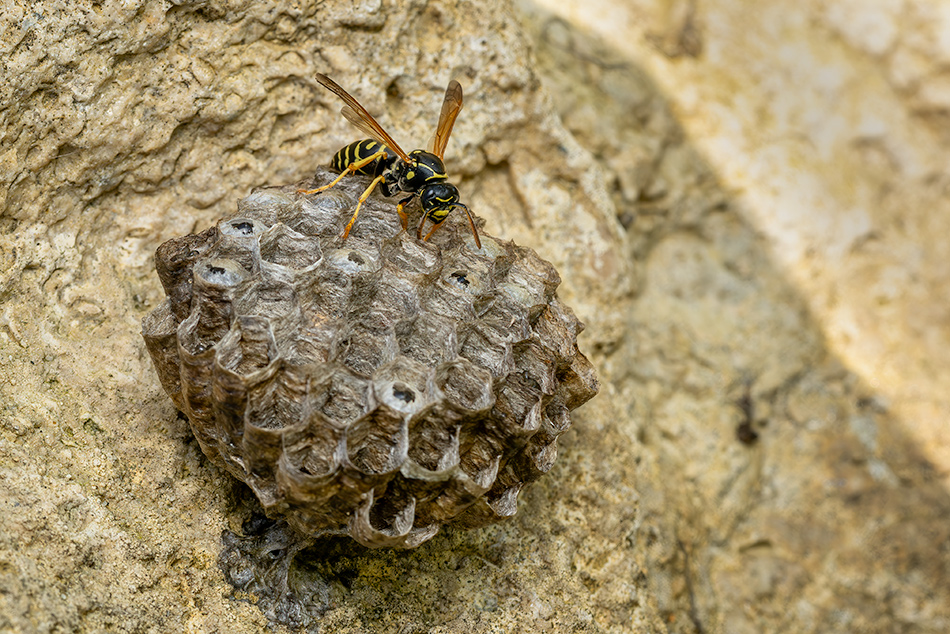 vosík francouzský - Polistes dominula